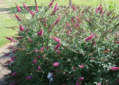 Butterfly Bush Butterfly Weed Welcome Namesakes Mississippi State