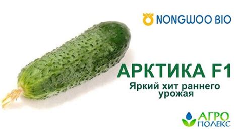 Огурец Арктика F1 – чемпион по раннеспелости!