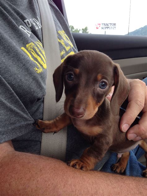 7 Week Old Mini Dachshund Puppy Mini Cooper Dachshund Dachshund