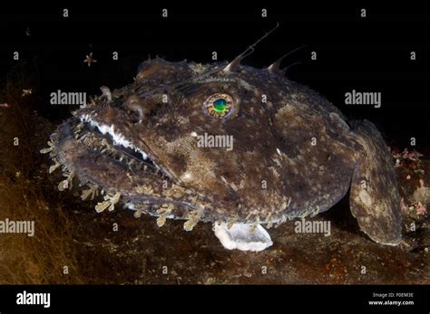 Lophius piscatorius hi-res stock photography and images - Alamy