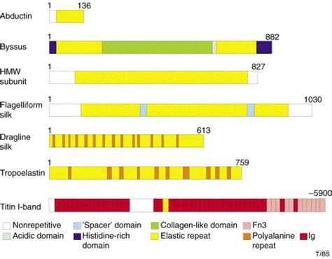 Elastomeric proteins: biological roles, structures and mechanisms ...