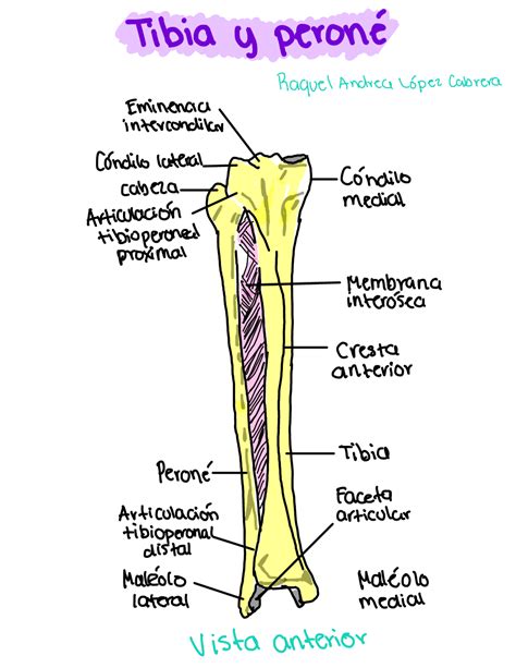 Dibujo de tibia y peroné y sus partes Esquemas y mapas conceptuales