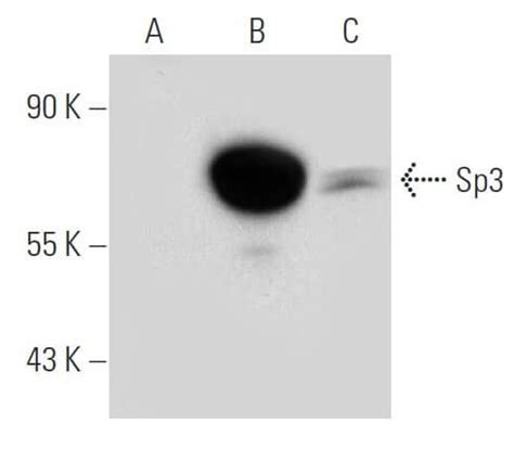 Sp3 Antibody F 7 SCBT Santa Cruz Biotechnology