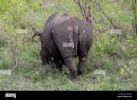 Wide Mouth Rhinoceros Square Lipped Rhinoceros Stock Photo Alamy