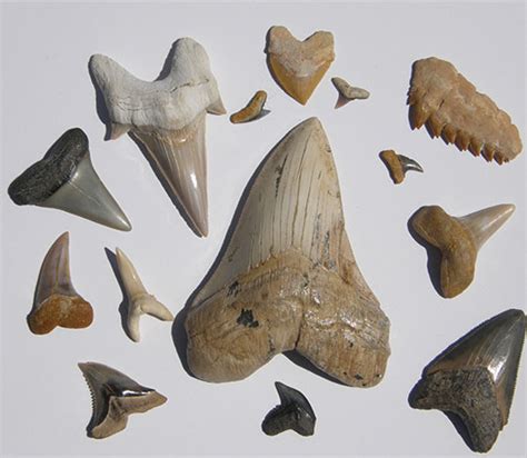 Exploring Fossilized Shark Teeth Rock And Gem Magazine
