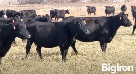 10 Blk Angus Mature Bred Cows BID PER HEAD BigIron Auctions