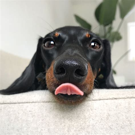 10 facts you didn t know about doxen dachshunds – Artofit