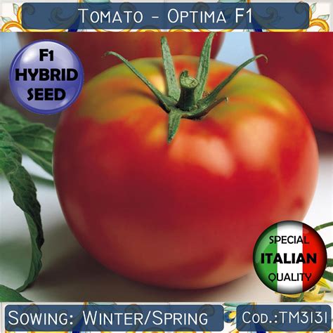 15 Tomato Optima F1 seeds, F1 Hybrid Tomato seeds, F1 Hybrid Vegetable ...