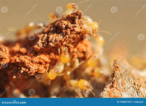 Termit fotografering för bildbyråer. Bild av termi, säkert - 100857927
