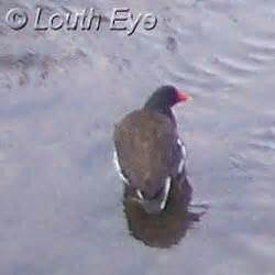 Wildlife Beside The Louth Canal