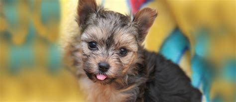 Amikoo Havanese Amikoo Havanese Bichon Habanero