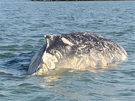 Drone Captures Tiger Shark Frenzy On Dead Humpback Off Hervey Bay The