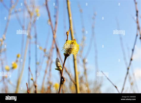 Spring Buds Pussy Willow Stock Photo Alamy