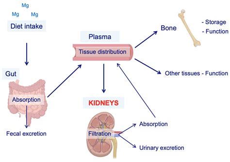 Magnesium in Kidney Function and Disease—Implications for Aging and Sex