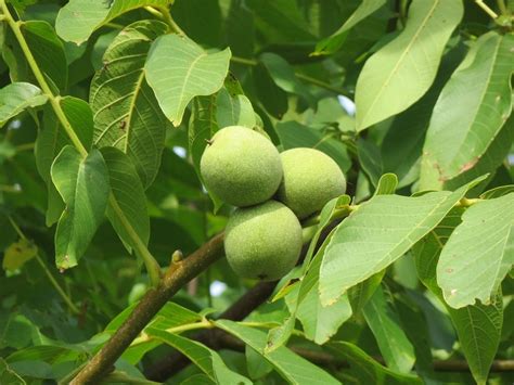 Juglans regia 'Kośka'