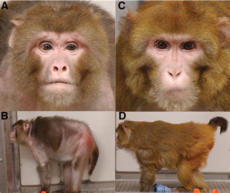 Calorie Restriction In Rhesus Monkeys Cr Vitality