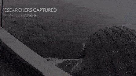 Great white feasting on whale carcass : r/natureismetal