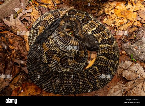 Coiled black phase timber rattlesnake - Crotalus horridus Stock Photo