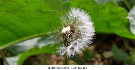 Naked Dandelion Images Stock Photos Vectors Shutterstock