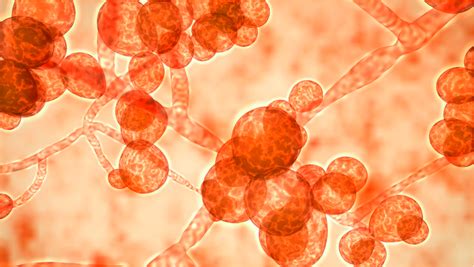 Candida Symptoms And Treatment | Umedoc Telehealth Blog