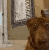 Dog With Eyes Closed Dog Closing Eyes GIF - Dog with eyes closed Dog ...