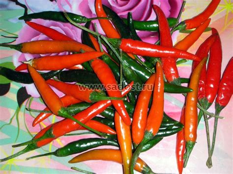 Семена: Перец острый Тайский Дракон. Перец острый, Семена овощей ...