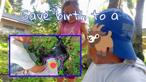 Actual Footage Goat Giving Birth Youtube