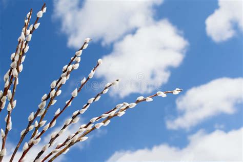 Beautiful Pussy Willow Branches Over Blue Sky Background Feeling Of Springtime Stock Photo