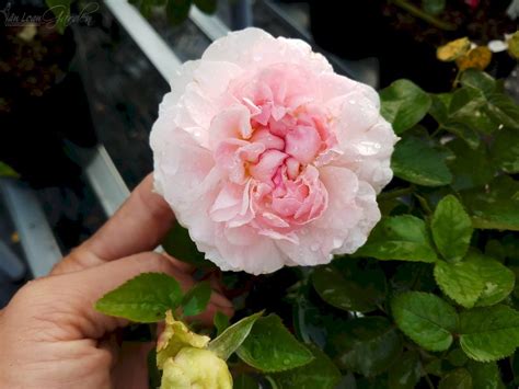 Роза Миранда Фото И Описание – Telegraph