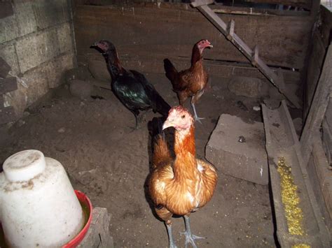 Gallos Navajeros Del Peru Criadero Vienrich