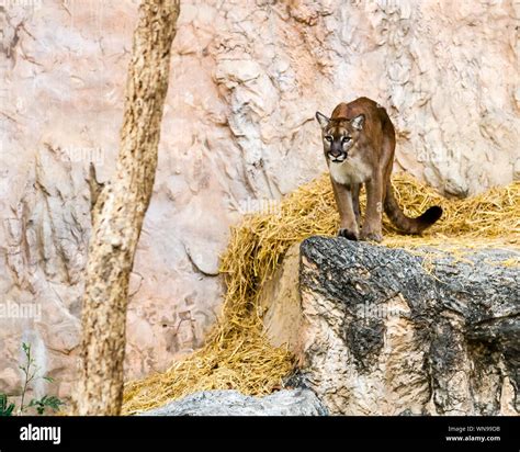 Mountain Lion On Cliff Hi Res Stock Photography And Images Alamy