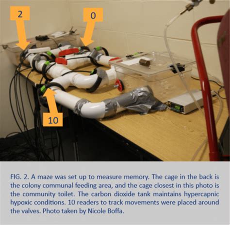 Longevity Secrets Of The Naked Mole Rat ENDALLDISEASE