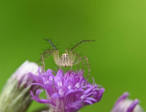 Premium Photo Jumping Lynx Spider On Pink Flower