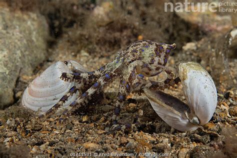 Stock Photo Of Southern Blue Ringed Octopus Hapalochlaena Maculosa