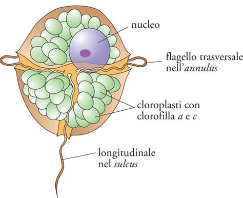 Protisti In Enciclopedia Della Scienza E Della Tecnica