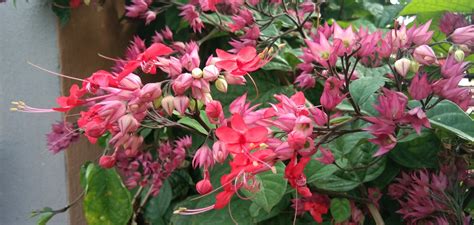 vine red flowers small  photo  pixabay pixabay