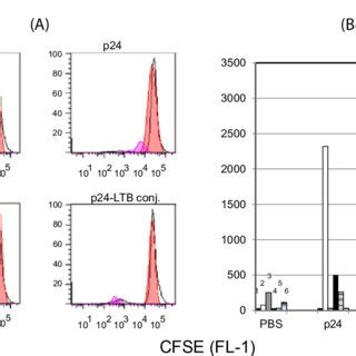 Ltb Gag P Conjugate Enhances The T Cell Response To Hiv Gag P