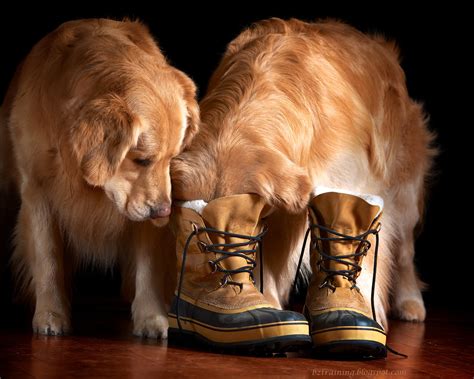 Bz Dogs Big Boots To Fill