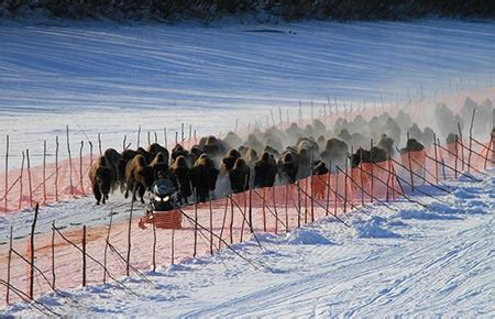 Wood Bison Species Profile, Alaska Department of Fish and Game