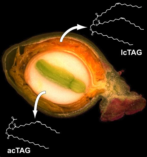 Researchers Trap Moths With Plant Produced Sex Pheromone Kansas State University News And
