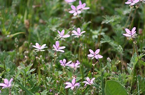 Plantsob448 Geranium Bicknellii Bicknells Cranesbill Flickr