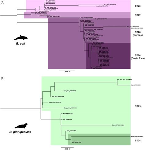 Brucella Ceti And Brucella Pinnipedialis Intra‐species Phylogenetic Download Scientific Diagram