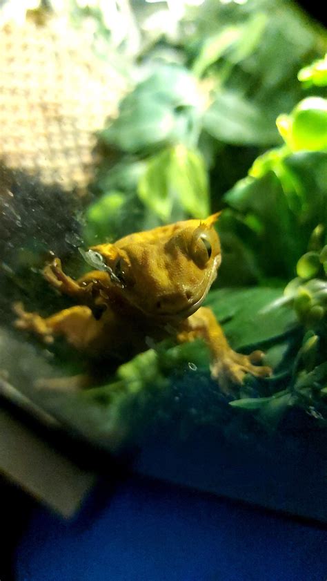 why is gecko biting without vet 6