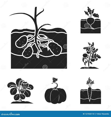 Plant Vegetable Black Icons In Set Collection For Design Garden And