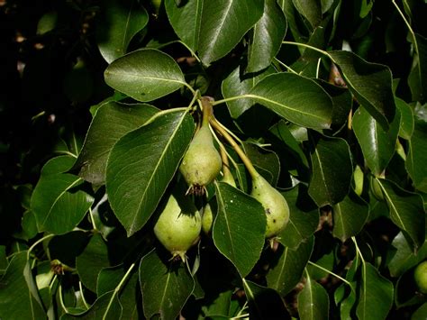 pyrus rosaceae image   phytoimagessiuedu