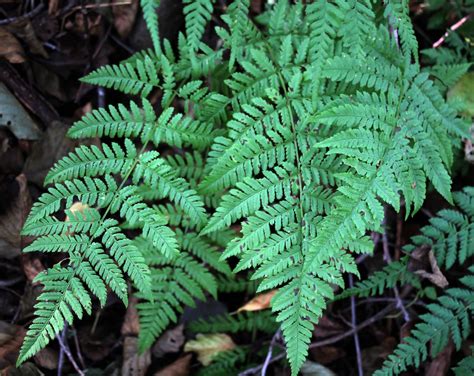 Athyrium Filix-femina - Lady Fern - Bumbee's
