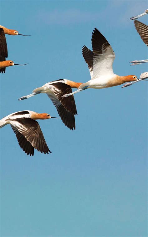 how to pronounce audubon