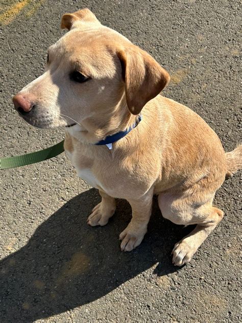 humane society of nashua nh 9