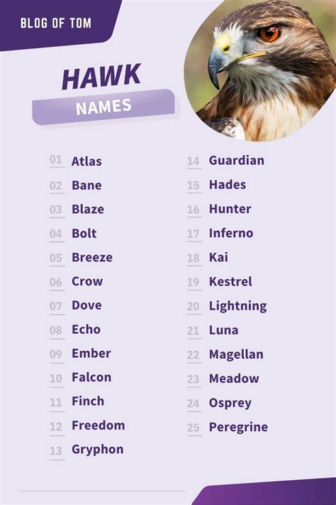 Falcon And Hawk Names Awesome Naming Ideas Names Best