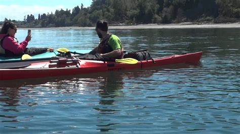 Seal On Kayak Youtube